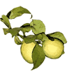 Limoni