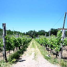 Weinberg von Le Madonnelle